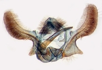 Male genitalia; Carteret County; J.B. Sullivan.