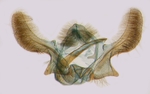 Male genitalia; Carteret County; J.B. Sullivan.