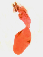 Female genitalia; Orange County; Jim Petranka.