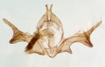 Male genitalia; Henderson County; Jim Petranka. 