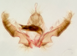 Male genitalia; Carteret County; Jim Petranka.