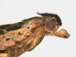 Profile of head and palps; Carteret County; Jim Petranka.