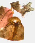 Female genitalia; Madison County; Jim Petranka.