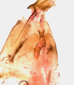 Female genitalia; Madison County; Jim Petranka.