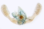 Male genitalia; North Carolina; J.B. Sullivan.
