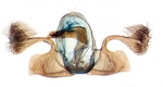 Male genitalia; Orange County; J.B. Sullivan.