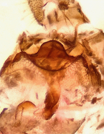 Female genitalia; Chatham County; Jim Petranka.