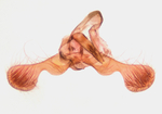 Male genitalia; Richmond County; Jim Petranka.