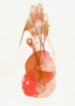 Female genitalia; Madison County; Jim Petranka.