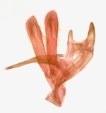 Male genitalia (lateral); Richmond County; Jim Petranka.