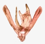 Male genitalia; Richmond County; Jim Petranka.
