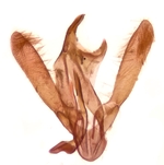 Male genitalia; Richmond County; Jim Petranka.