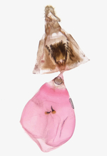 Female genitalia; Madison County; Jim Petranka.