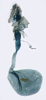 Female genitalia; North Carolina; J.B. Sullivan