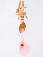 Female genitalia; Madison County; Jim Petranka.