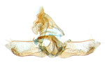 Male genitalia; Ashe Co.; J.B. Sullivan
