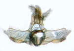 Male genitalia; North Carolina; J.B. Sullivan