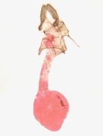 Female genitalia; Madison County; Jim Petranka.