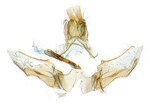Male reproductive structures. Specimen collected by J.B. Sullivan, Jones County, 2020-07-27