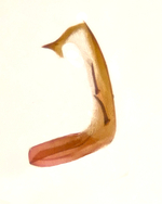 Aedeagus; Madison County; Jim Petranka.