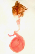 Female genitalia; Orange County; Jim Petranka.