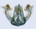 Male genitalia; North Carolina; J.B. Sullivan.