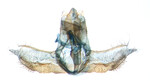 Male genitalia; Ashe Co.; J.B. Sullivan