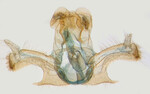 Male genitalia; North Carolina; J.B. Sullivan