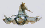 Male genitalia; Ashe Co.; J.B. Sullivan