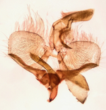 Male genitalia; Mitchell County; Jim Petranka.
