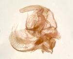 Male genitalia (lateral view); Moore County; Jim Petranka.