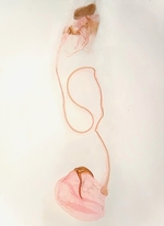 Female genitalia; Wake County; Jim Petranka.