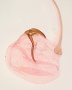 Female signum; Wake County; Jim Petranka.