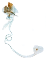 Female genitalia; North Carolina; J.B. Sullivan.
