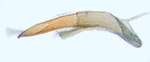 Aedeagus; North Carolina J.B. Sullivan.