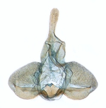 Male genitalia; Carteret County; J.B. Sullivan