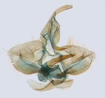 Male genitalia; North Carolina J.B. Sullivan.