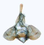Male genitalia; North Carolina J.B. Sullivan.