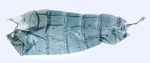 Pelt; North Carolina J.B. Sullivan.