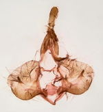 Male genitalia; Madison County; Jim Petranka.