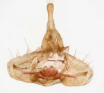 Male genitalia; Buncombe County; Jim Petranka.