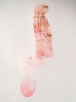 Female genitalia; Henderson County; Jim Petranka.