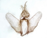 Male genitalia; Madison County; Jim Petranka.