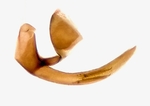 Aedeagus; Madison County; Jim Petranka.