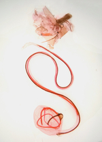 Female genitalia; Richmond County; Jim Petranka.