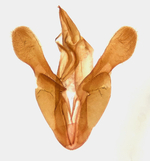Male genitalia; Richmond County; Jim Petranka.