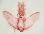 Male genitalia; Richmond County; Jim Petranka.