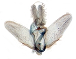 Male genitalia; Ashe County; J.B. Sullivan.