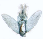 Male genitalia; North Carolina; J.B. Sullivan.