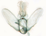 Male genitalia; North Carolina; J.B. Sullivan.